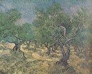 Vincent Van Gogh Olive Grove (nn04) Sweden oil painting artist